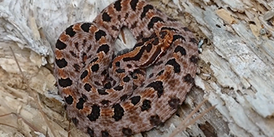 Winston Salem snake